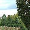 Vitex agnu-castus 'Silver Spire', habit