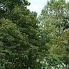 Vitex agnu-castus 'Silver Spire', habit