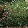 Vitex agnu-castus 'Silver Spire', habit
