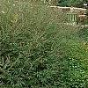 Vitex agnu-castus 'Silver Spire', habit
