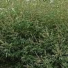 Vitex agnu-castus 'Silver Spire', habit