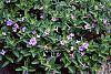 Ruellia humilis
