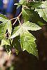 Acer ginnala