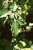 Acer ginnala 'Durand Dwarf'
