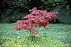 Acer palmatum 'Kasagiyama' habit