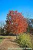 Acer rubrum 'Red Sunset' fall color