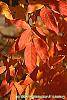 Acer triflorum fall color