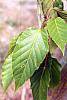 Acer davidii