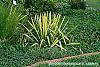 Yucca filamentosa 'Golden Sword' habit