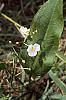Sagittaria rigida