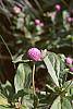 Gomphrena globosa 'Lavender'