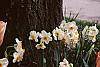 Narcissus 'Geranium'