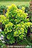 Cotinus coggygria 'Ancot' (Golden Spirit) habit