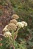 Angelica lucida
