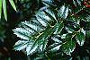 Ilex x 'Mary Nell' leaves
