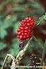 Arisaema dracontium fruit