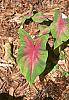 Caladium spp.