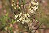 Asclepias verticillata