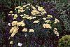 Achillea 'Anthea'