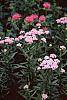 Achillea siberica 'Kamtschaticum'