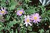 Aster x frikartii 'Monch'
