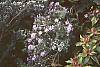 Aster linariifolius