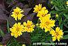 Coreopsis grandiflora 'Rising Sun' flowers