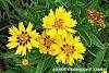 Coreopsis grandiflora 'Rising Sun' flowers