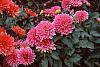 Dahlia 'Degas'