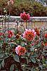 Dahlia 'Melody Mambo'