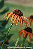 Echinacea x 'Orange Meadowbrite' flowers