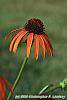 Echinacea x 'Orange Meadowbrite' flowers