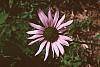 Echinacea tennesseensis