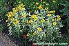 Heliopsis helianthoides 'Loraine Sunshine' habit