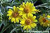 Heliopsis helianthoides 'Loraine Sunshine' flowers