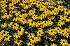 Rudbeckia hirta