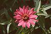 Zinnia 'Salmon Pinwheel'