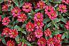 Zinnia elegans 'Profusion Cherry'