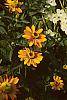 Zinnia 'Golddust Pinwheel'