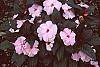 Impatiens platypeltatum 'Ovation Blush Pink'