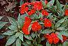 Impatiens platypeltatum 'Ovation Red'