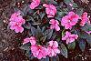 Impatiens platypeltatum 'Orchid Star'
