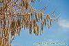 Corylus colurna flowers