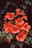 Campsis radicans