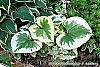 Brunnera macrophylla 'Dawson's White' leaves