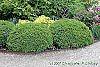 Buxus 'Green Velvet' habit