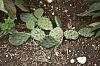 Opuntia humifusa