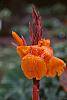 Canna 'Tropicanna'&reg;