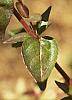 Abelia x grandiflora