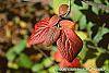 Viburnum lantana 'Macrophyllum' fall color